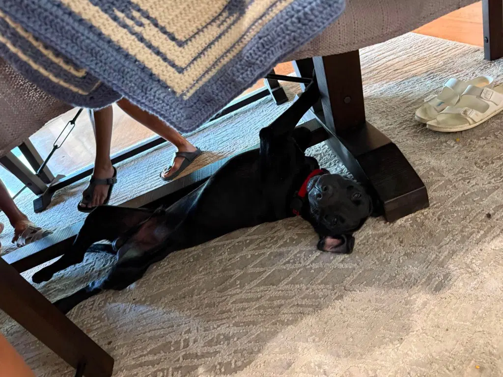 Binx image 2