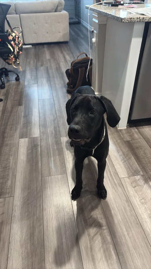 EEYORE - Great Dane available for adoption