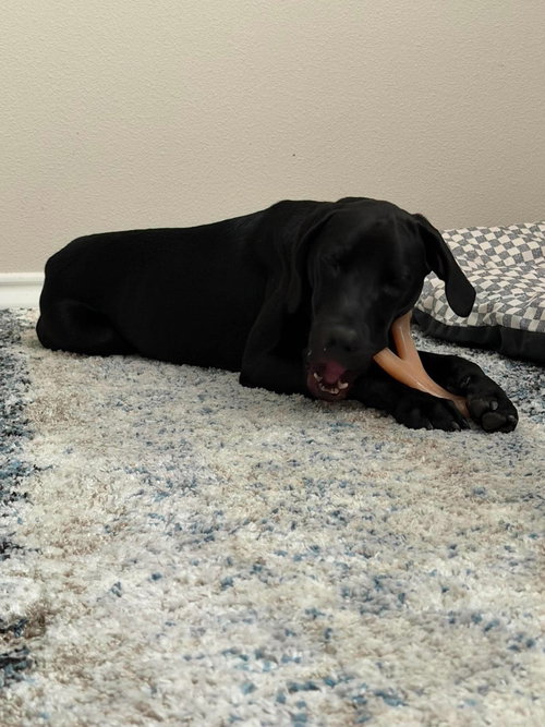 EEYORE - Great Dane available for adoption