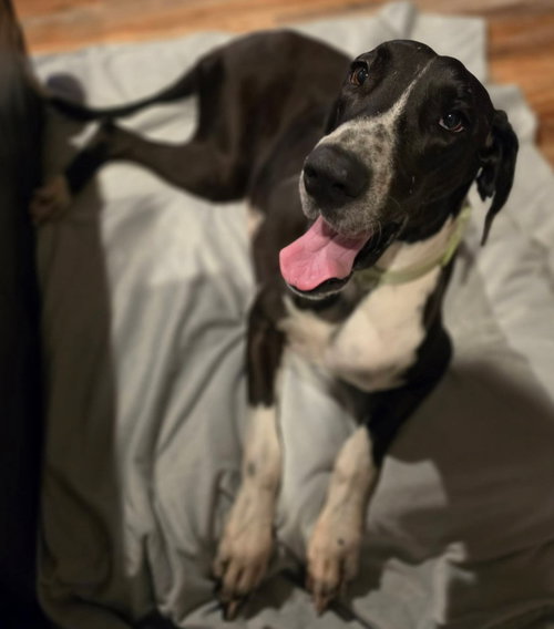 PHOEBE - Great Dane available for adoption