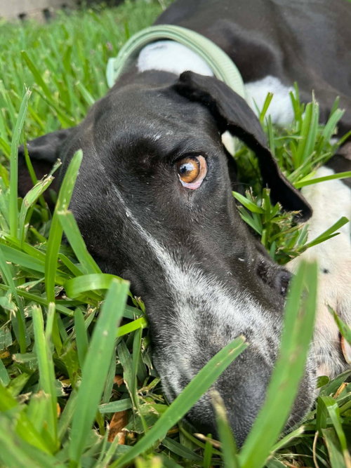 Photo 4 of Phoebe