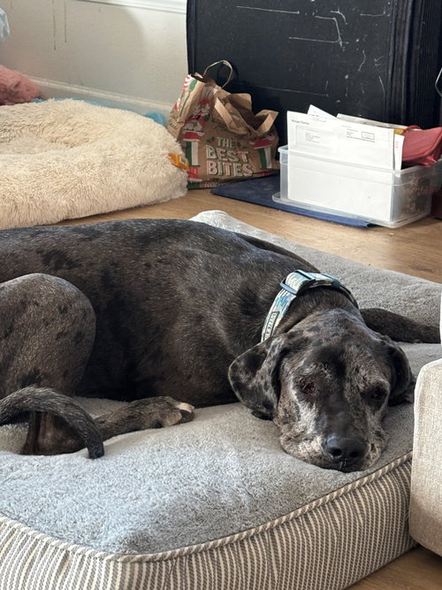 Roseanne, a dog for adoption from SRGDRR Inc aka Save Rocky the Great Dane Rescue and Rehab