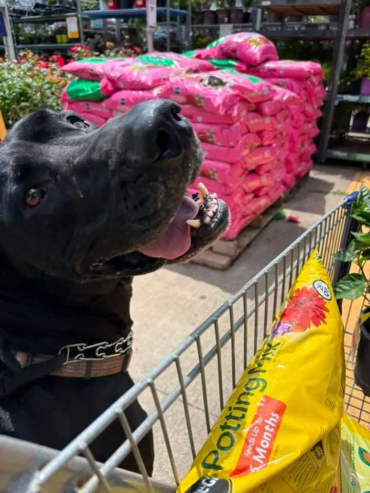 Loki - Great Dane