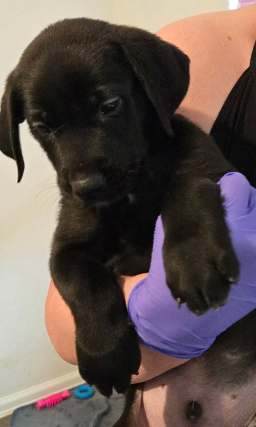 Sierra'S Pup