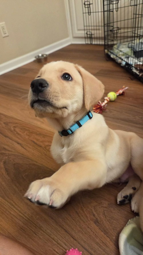 Sierra'S Pup Mammoth