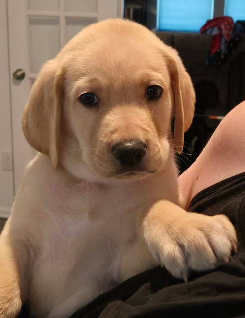 Sierra'S Pup Mammoth photo 2