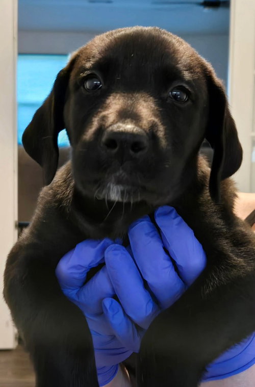 Sierra'S Pup