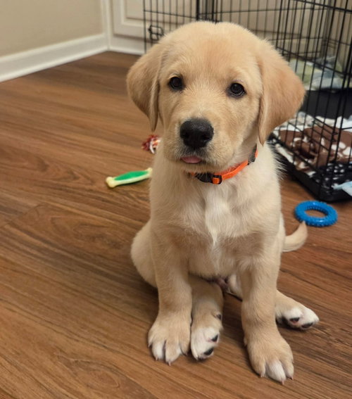 Sierra'S Pup Tahoe- Orange
