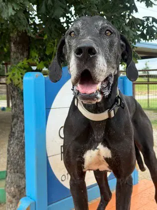 Bo - Great Dane