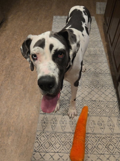 picture of the dog needing adoption