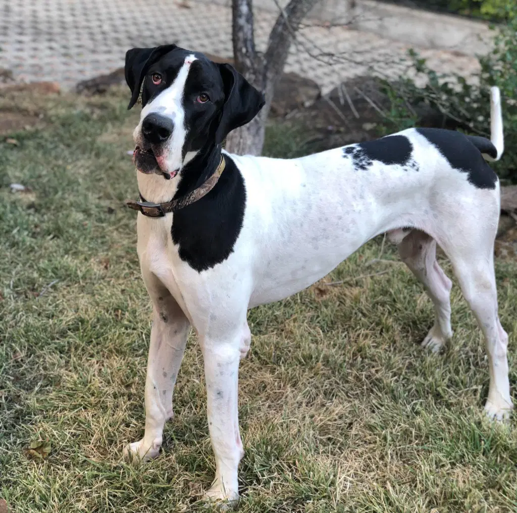 Yoki - Great Dane