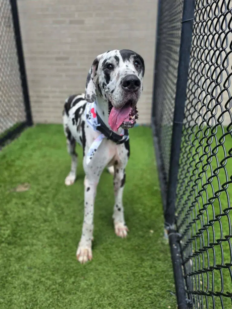 Bo - Great Dane