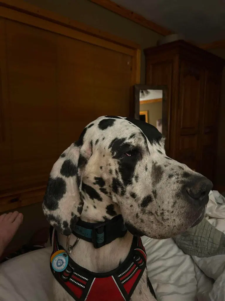 Bo image 3