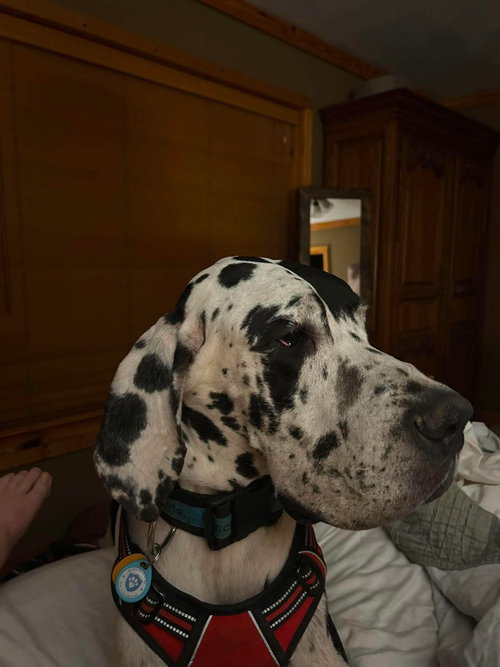 Photo 3 of Bo