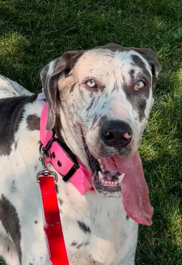 Grizelda - Great Dane