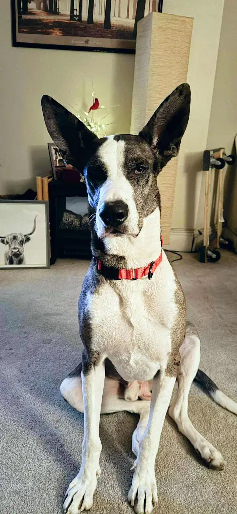 Demetro - Great Dane