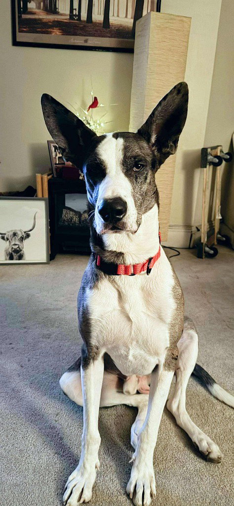Demetro, a dog for adoption from SRGDRR Inc aka Save Rocky the Great Dane Rescue and Rehab