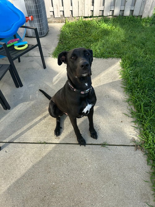 Sully, a dog for adoption from SRGDRR Inc aka Save Rocky the Great Dane Rescue and Rehab
