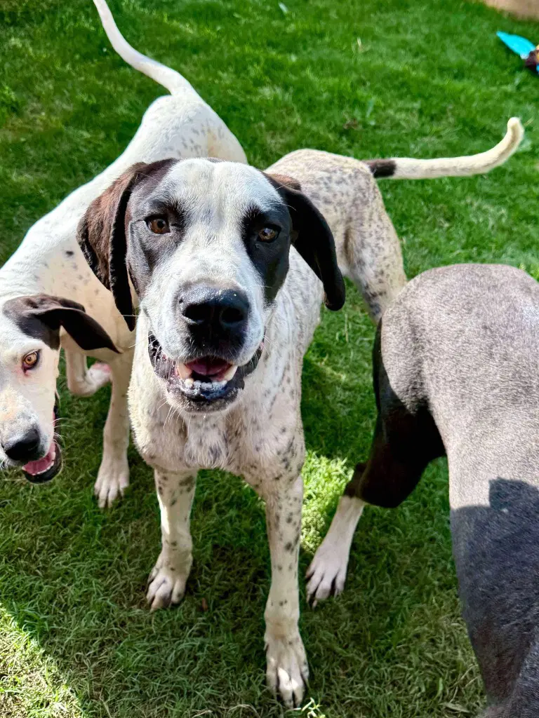 Brody - Great Dane