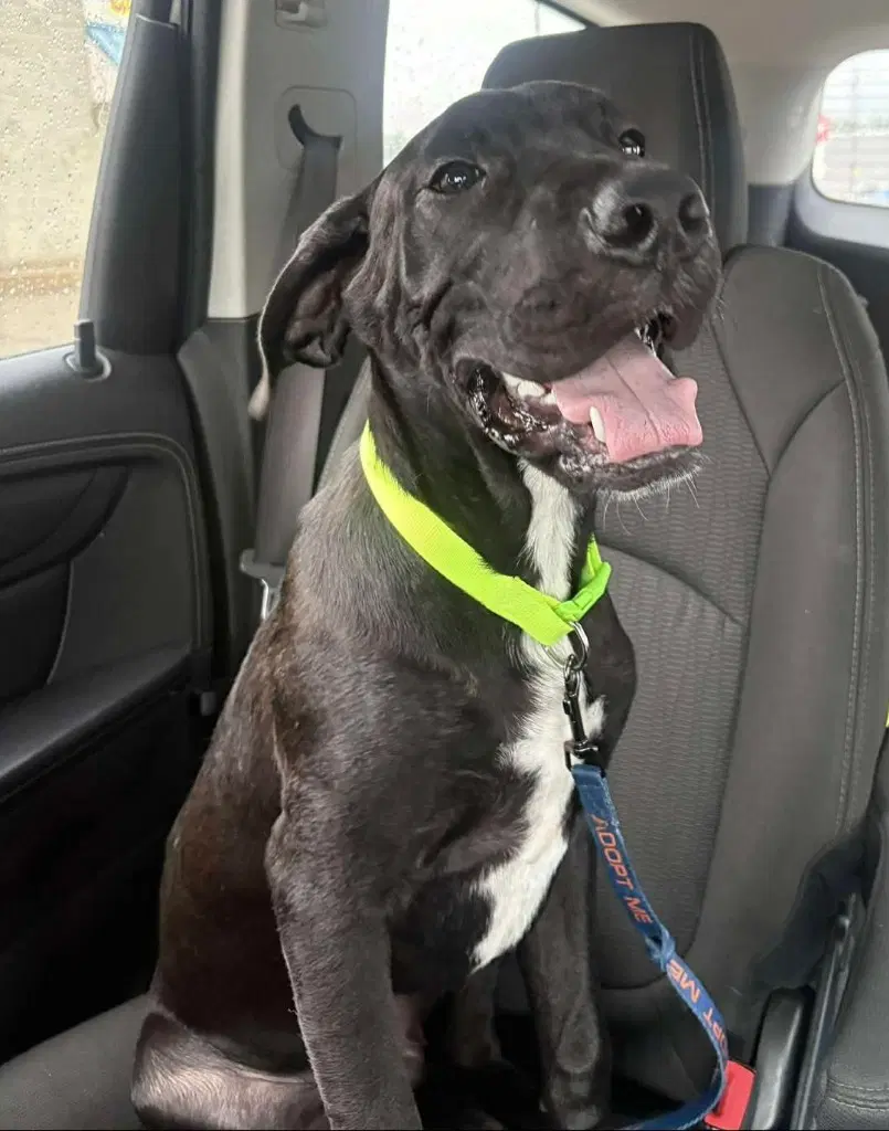Goose - Great Dane