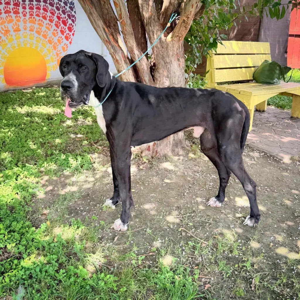 Hank - Great Dane