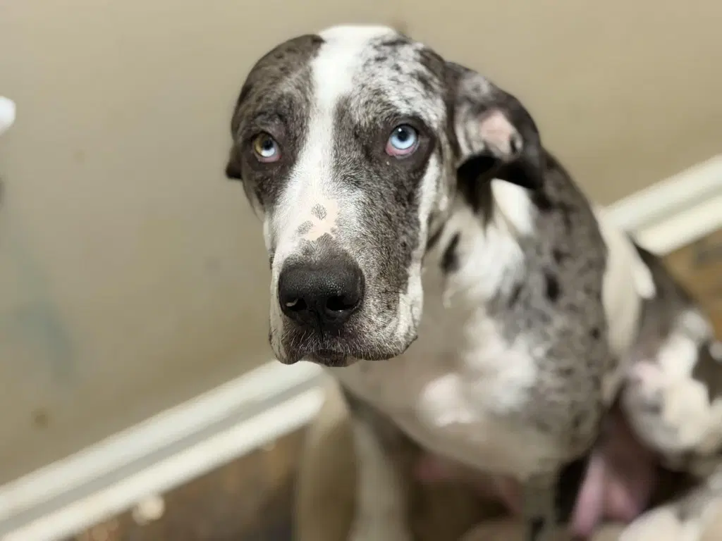 Clover - Great Dane