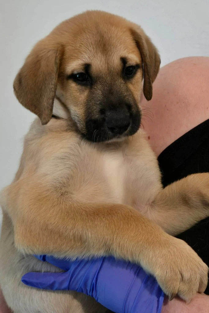 Sierra's Pup Nevada Red