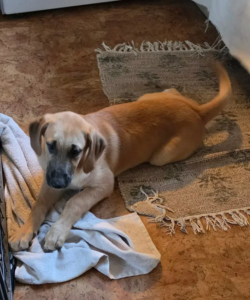 Sierra's Pup Nevada Red - Great Dane