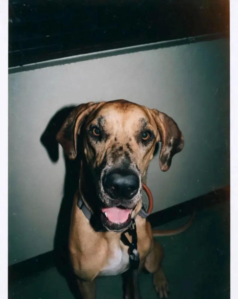 Indy Mae - Great Dane