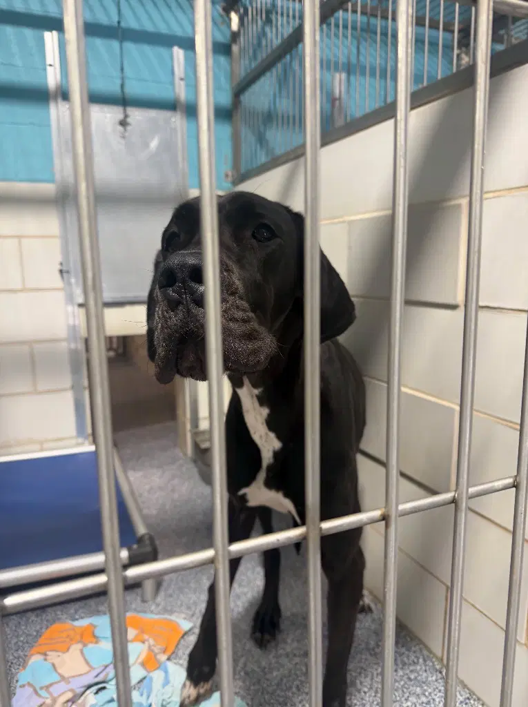 Mandy - Great Dane