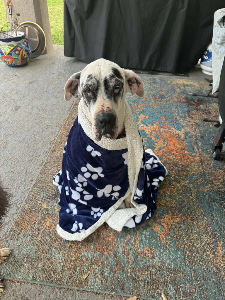 Hope - Great Dane