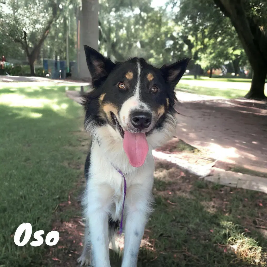 Oso - Collie