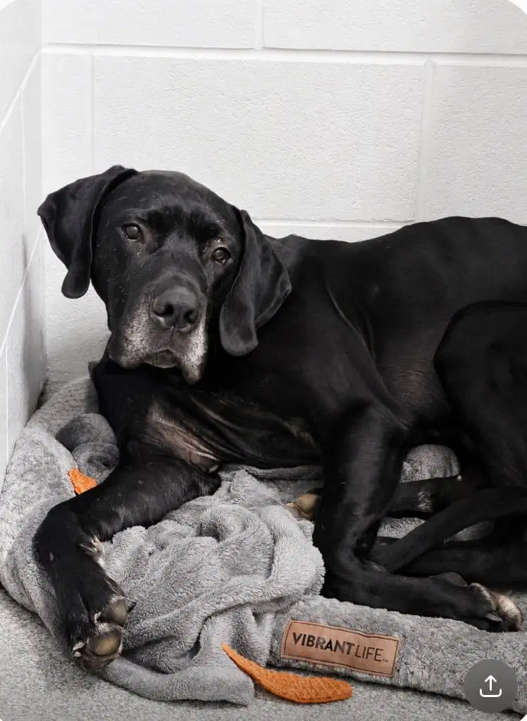 Beau - Great Dane
