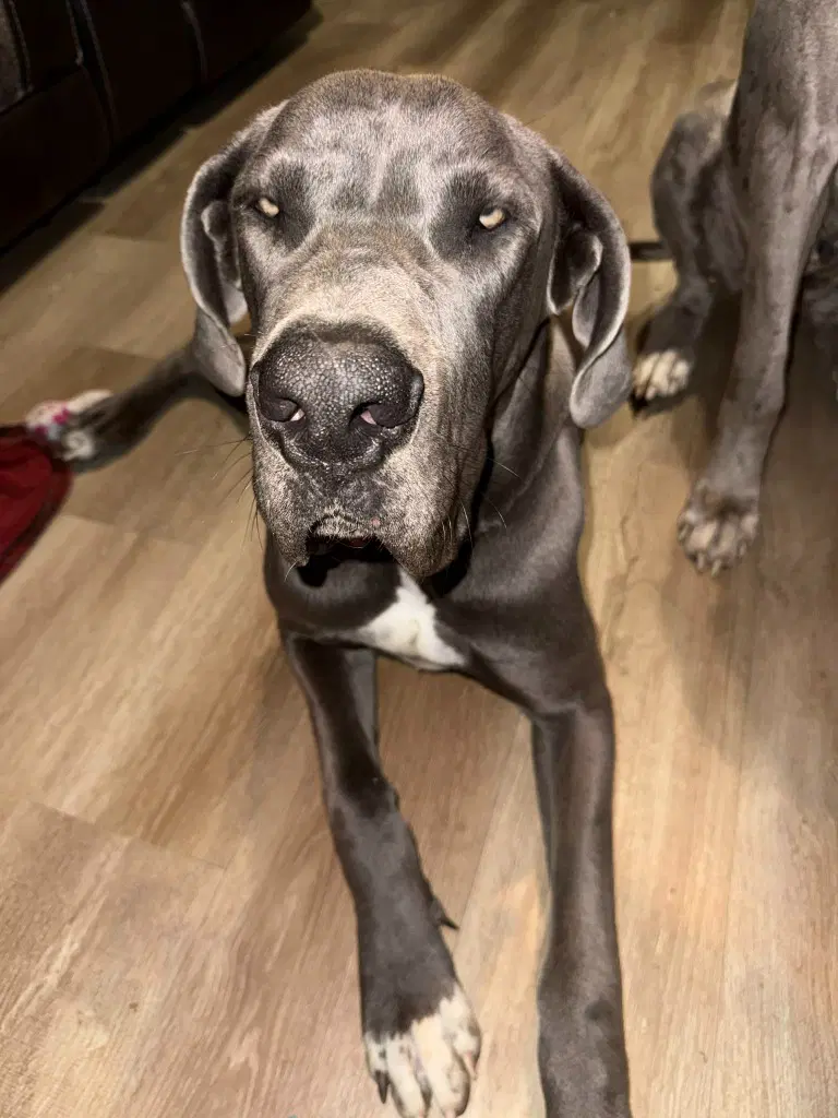Bruce - Great Dane