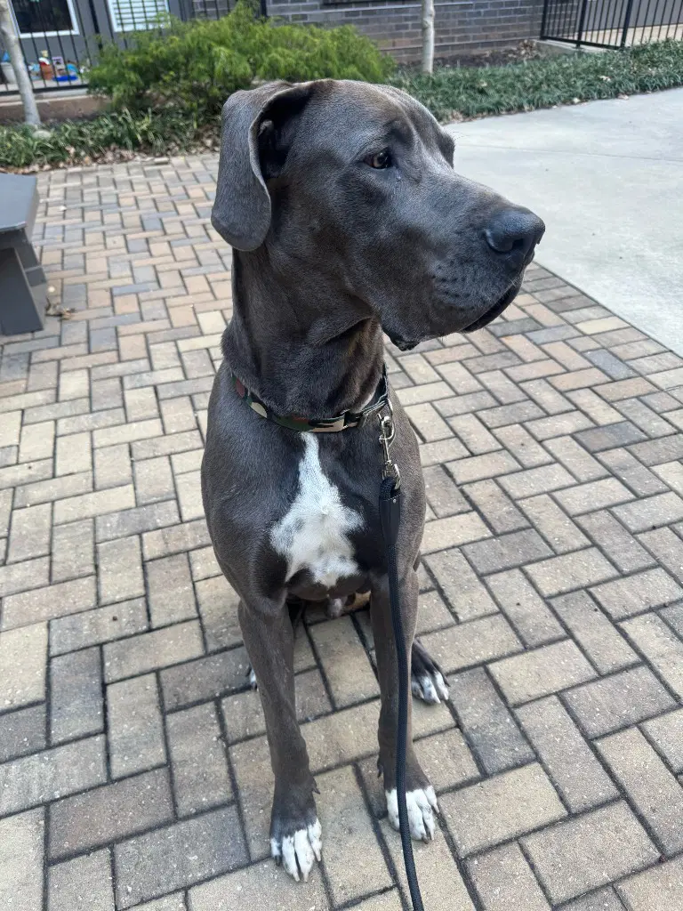 Bruce image 2