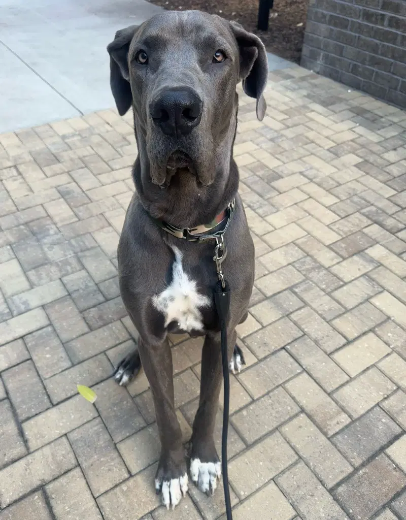 Bruce image 3