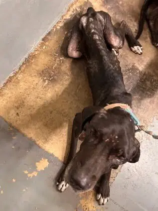 Freya Rose - Great Dane