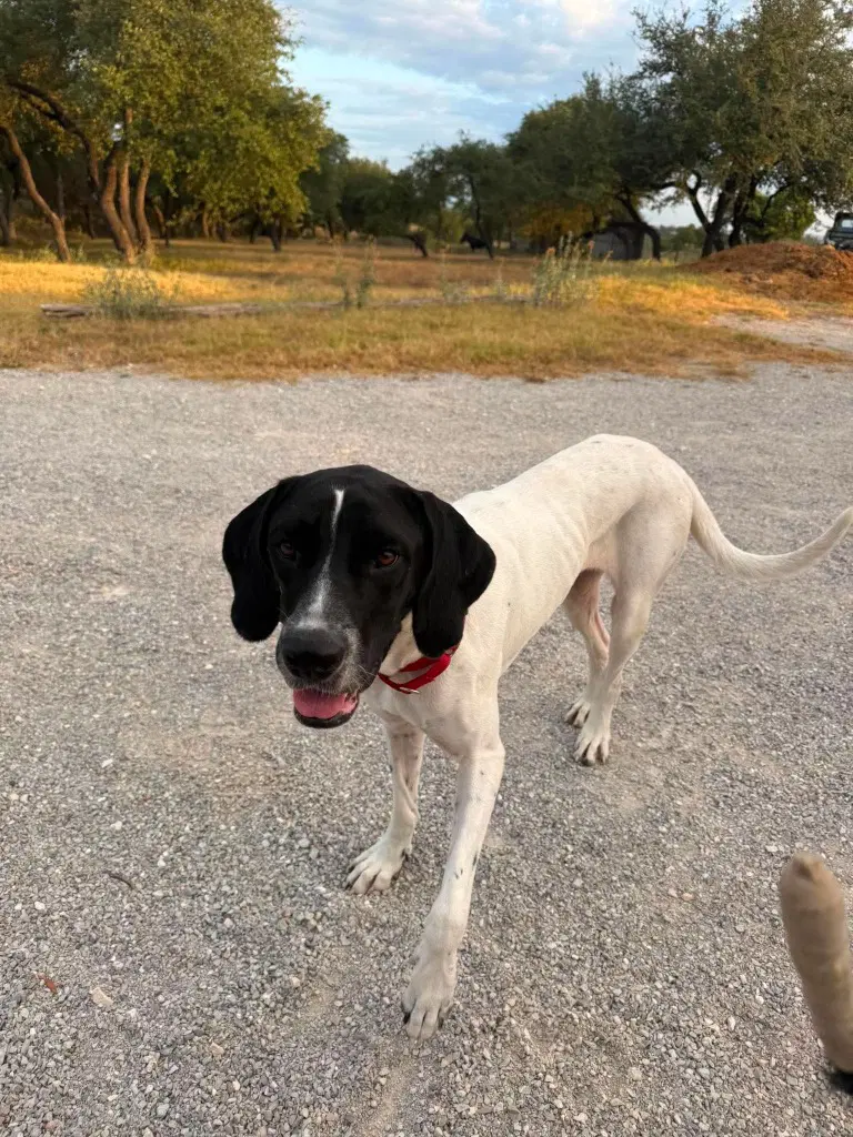 Venus - Great Dane