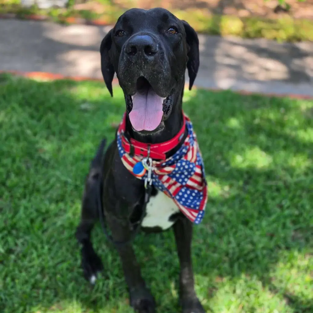 Red - Great Dane