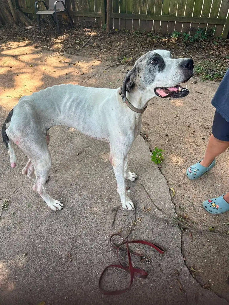 Lettie - Great Dane