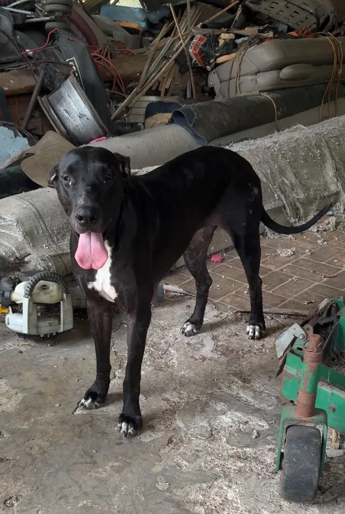 Katrina - Great Dane