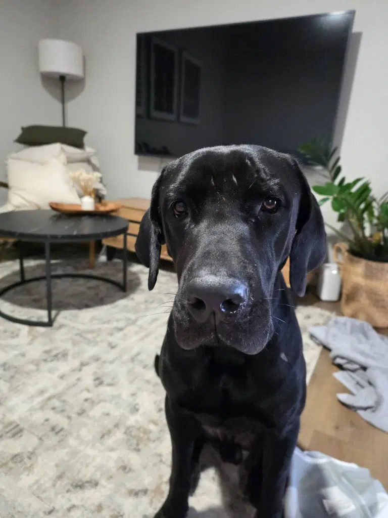 Mr Bane - Cane Corso Mastiff