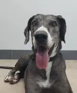 Nelly - Great Dane