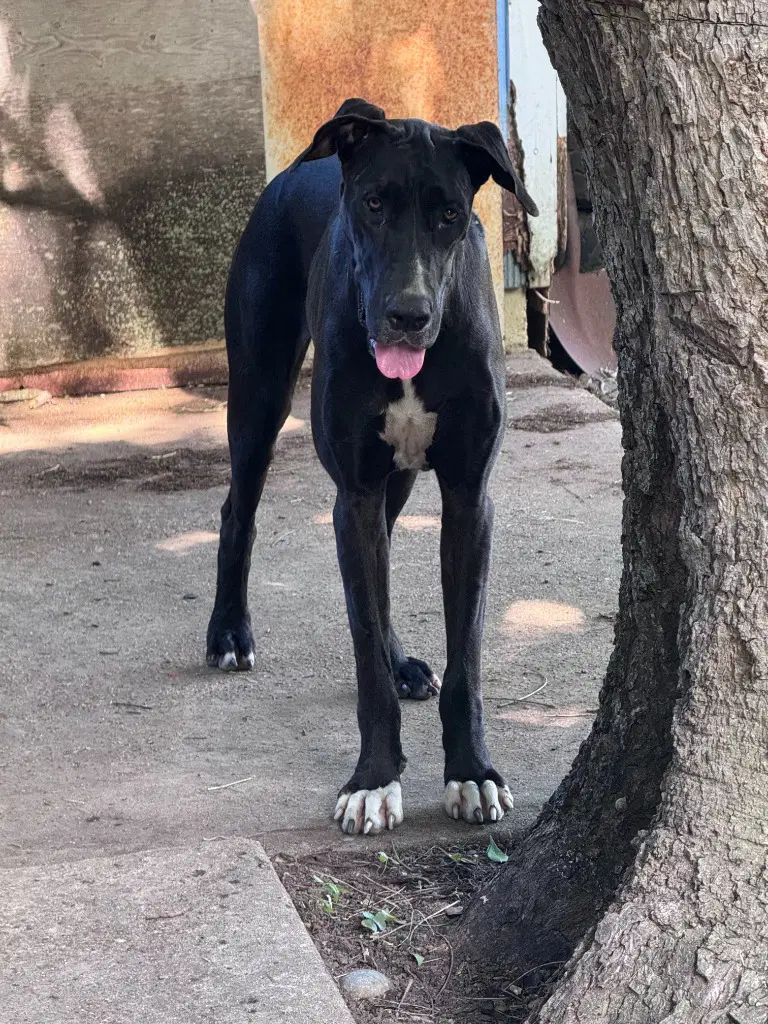 Riley image 2