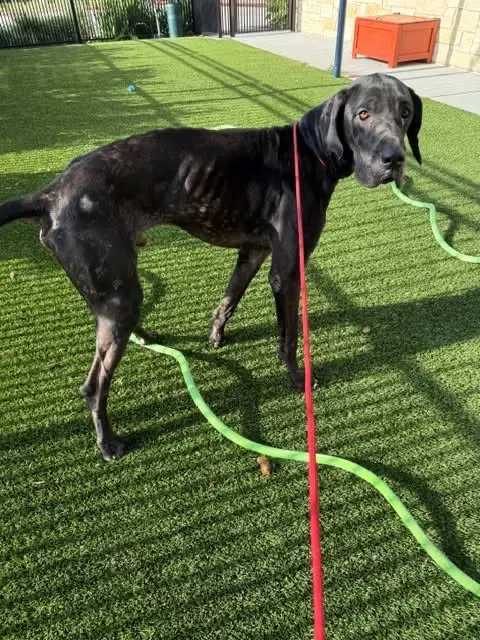 Stan - Great Dane
