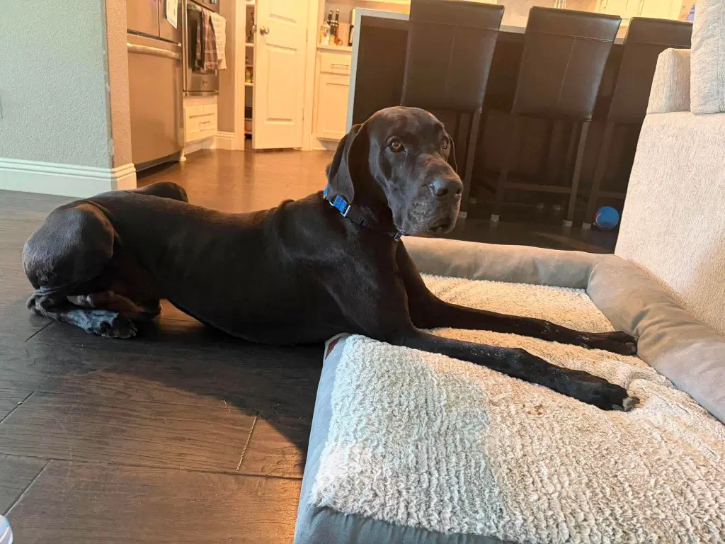 Stan - Great Dane