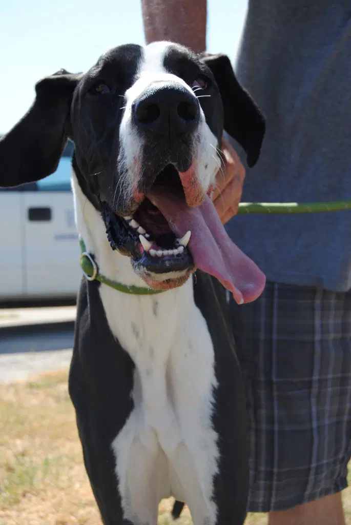 Zeno - Great Dane