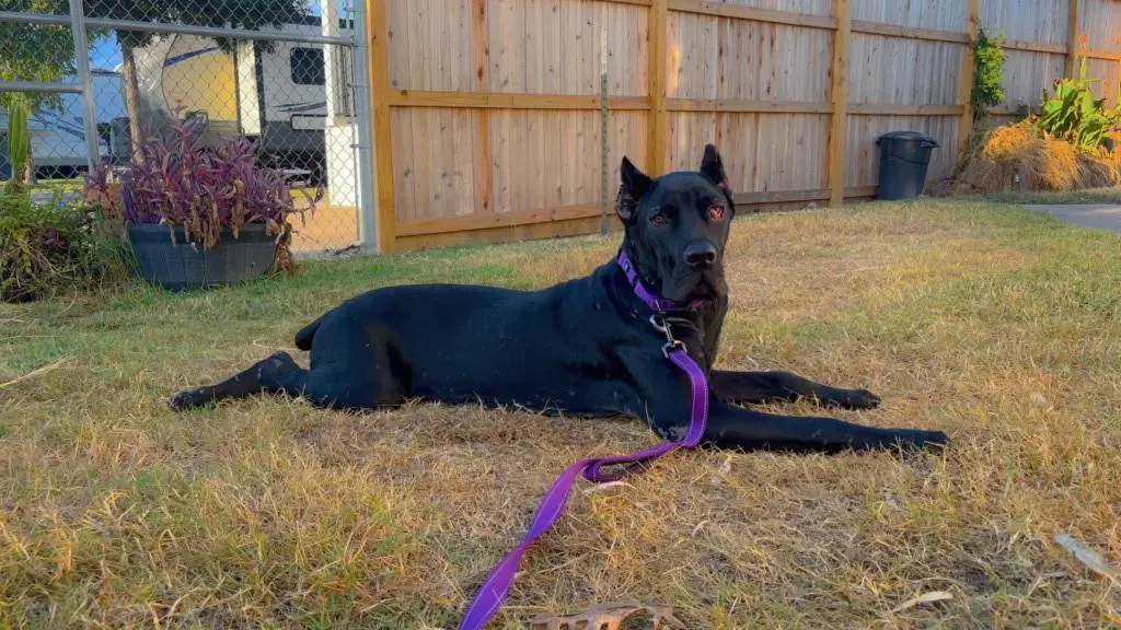 Blossom - Cane Corso Mastiff