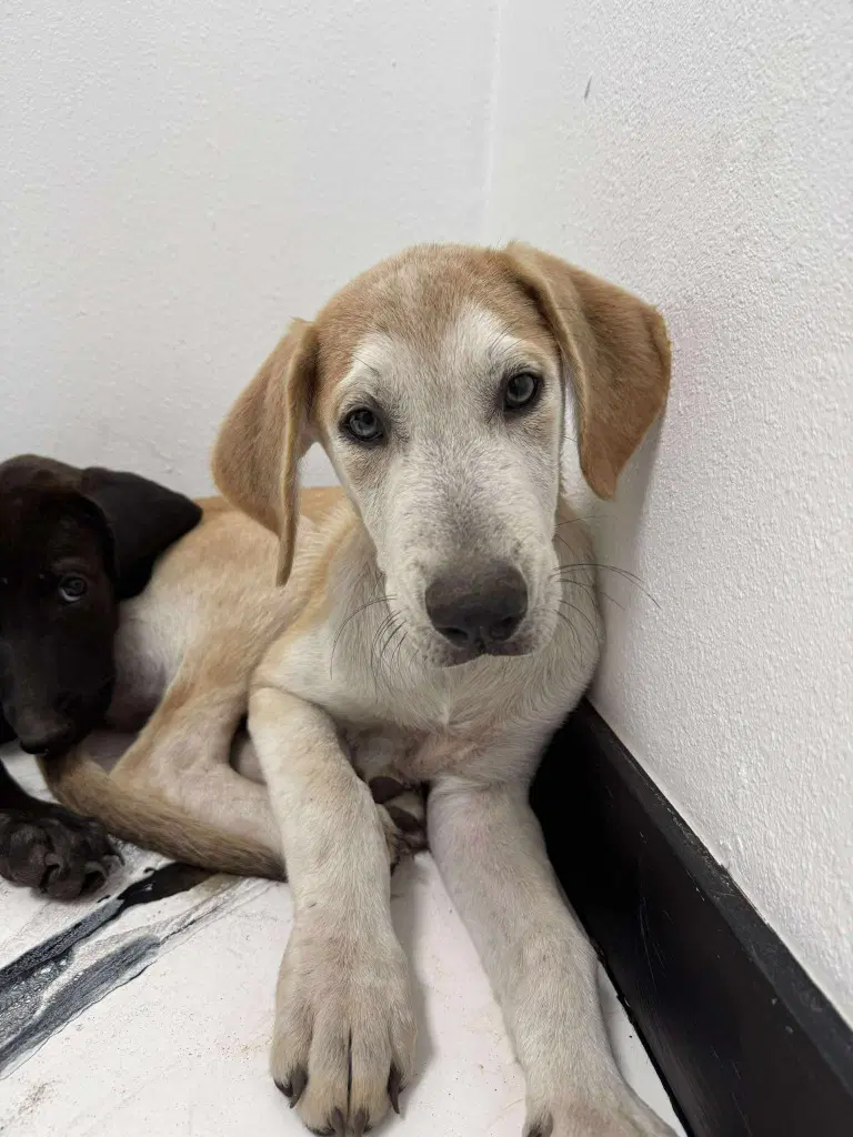 Aslan - Great Dane