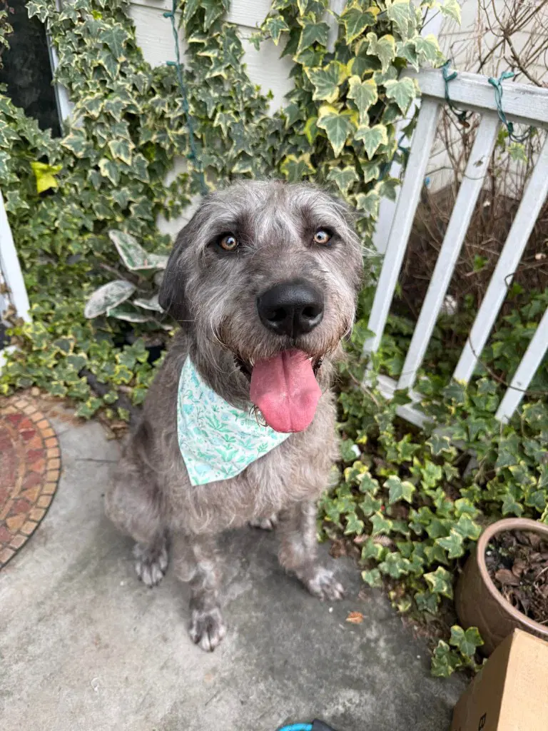 Nebula - Great Dane